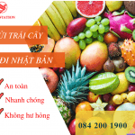 GỬI TRÁI CÂY ĐI NHẬT BẢN