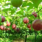Chanh Dây Việt Nam Được Xuất Khẩu Trung Quốc