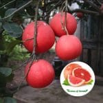 Xuất Khẩu Bưởi Việt Nam Sang Mỹ