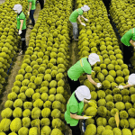 XUẤT KHẨU SẦU RIÊNG SANG TRUNG QUỐC