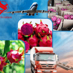 XUẤT KHẨU THANH LONG TỪ VIỆT NAM ĐI TRUNG QUỐC