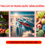 Gửi trái cây đi Trung Quốc bằng đường hàng không