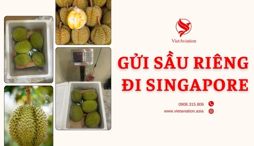 Gửi sầu riêng đi Singapore - Vua các loại trái cây