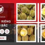 Gửi hàng chuyển phát nhanh sầu riêng đi Đài Bắc