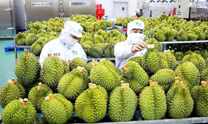 Sầu riêng ngày càng được người tiêu dùng Trung Quốc ưa chuộng