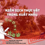 Kiểm Dịch Thực Vật Trong Xuất Khẩu