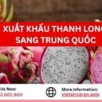 Xuất Khẩu Thanh Long Sang Trung Quốc