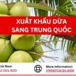 Xuất Khẩu Dừa Sang Trung Quốc Dễ Dàng