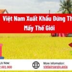 VIỆT NAM XUẤT KHẨU GẠO THỨ MẤY THẾ GIỚI
