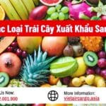 Các Loại Trái Cây Xuất Khẩu Sang Mỹ
