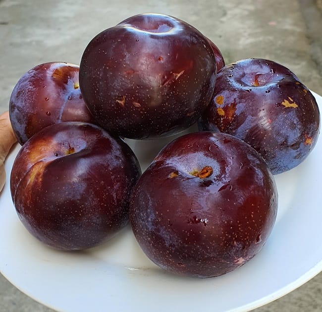 Mận tím Trung Quốc