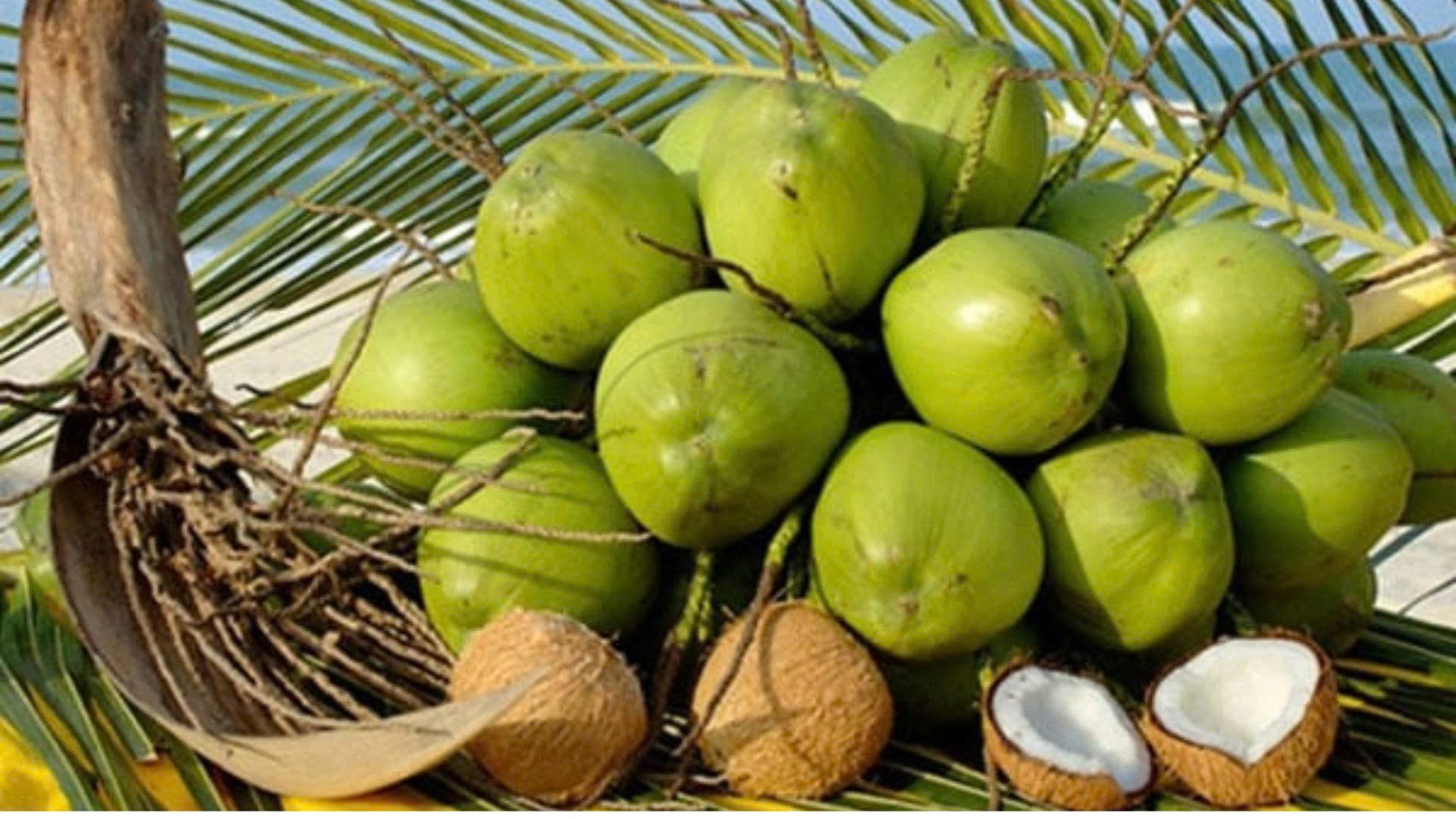 Dừa tươi và các sản phẩm từ dừa