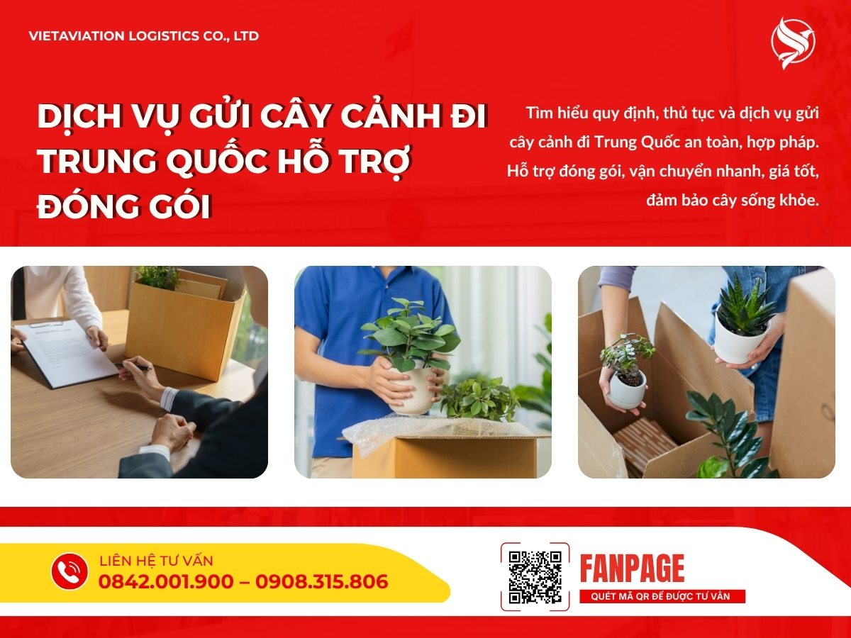Dịch vụ gửi cây cảnh đi Trung Quốc hỗ trợ đóng gói