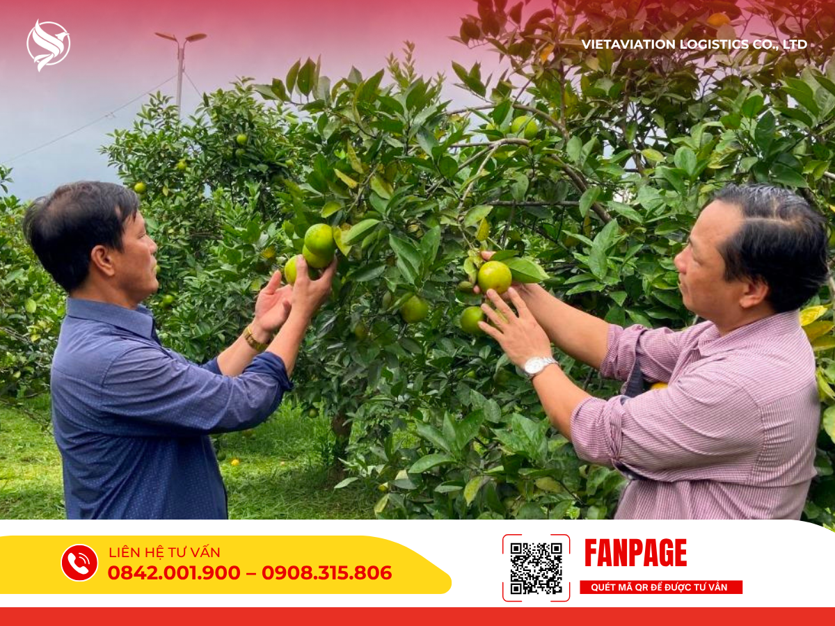 Hình ảnh hai người đàn ông đang đứng trong vườn, cẩn thận kiểm tra trực tiếp chất lượng của những trái cây tươi màu xanh ngay trên cành.
